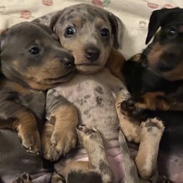 Dachshunds from Dachshunters