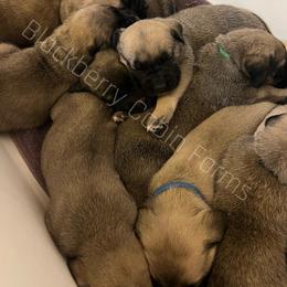 Mastiff Puppies from Blackberry Cabin Farm