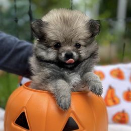 Pomeranians from Jillian's Poms