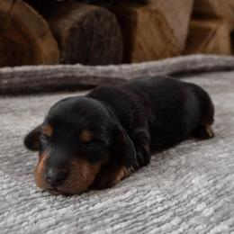 Boy 1 - Black and tan male Dachshund puppy in Stilwell, Oklahoma from Ross's Desert Doxies