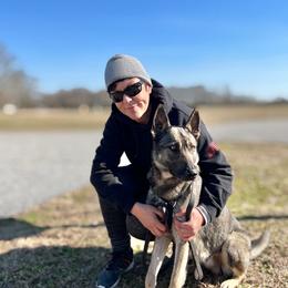 Belgian Malinois and German Shepherds from Laeknir K9