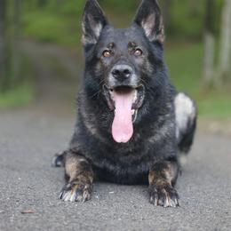 Norik - German Shepherd