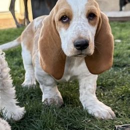 Basset Hounds and Cocker Spaniels from Aylor Farm Puppies