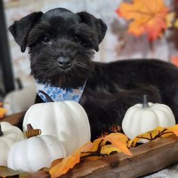 Miniature Schnauzer Puppies from C&E'S Schnauzers