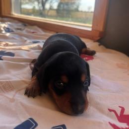 Boy 2 - Black and tan male Dachshund puppy in Afton, Oklahoma from C5 Doodles