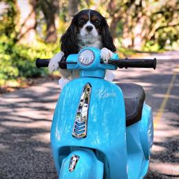 Cavalier King Charles Spaniel puppies from Darling Australians