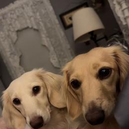 Nee Nee - Dachshund