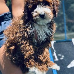 Sir Finnegan - Poodle