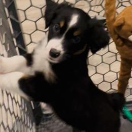 ROSE - Black tri female Miniature Australian Shepherd puppy in California from Elsa’s lil Wiggle Butts