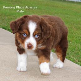 Mr. Handsome - Red tri male Toy Australian Shepherd puppy in Chandler, Oklahoma from Parsons Place Aussies