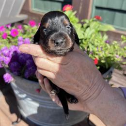 Boy 3 - Black and tan male Dachshund puppy in Gouverneur, New York from Dack Dachshunds