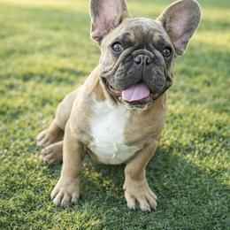 Little Puppet - Blue fawn male French Bulldog puppy in Perris, California from Queenbeebullies