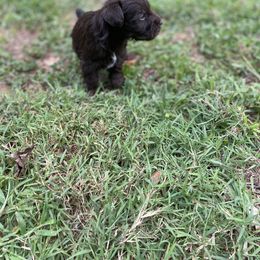 Miniature Schnauzer Puppies from Booms baby