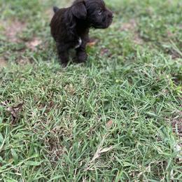 Miniature Schnauzer Puppies from Booms baby