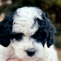 Oreo - Tri-color male Cavapoo puppy in Mona, Utah from Hearts Full of Puppies