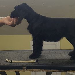 Giant Schnauzer Puppies from Surefoot Giant Schnauzers