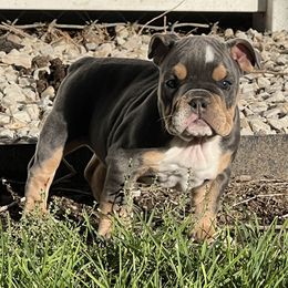 Girl 4 - Bulldog puppy in Sandy, Utah from K2I Bulldogs