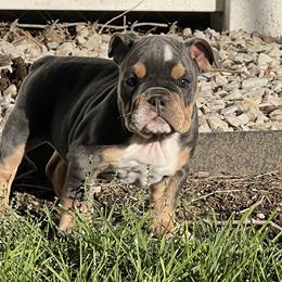 Girl 4 - Bulldog puppy in Sandy, Utah from K2I Bulldogs