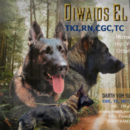 Mucho - German Shepherd