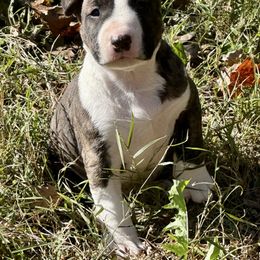 Dunkin - Brindle and white male Bull Terrier puppy in Springfield, Ohio from Lynn Hill Bull Terriers