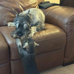Standard Schnauzer Puppies from Dragos Kennel