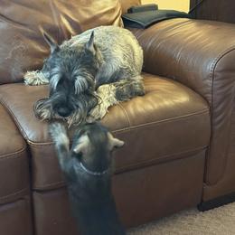Standard Schnauzer Puppies from Dragos Kennel