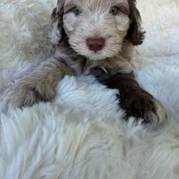 Kristoff - male Australian Mountain Doodle puppy in Fullerton, California from Emerald Creek Doodles