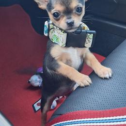 Rossie - Chihuahua