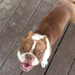 Boston Terriers from Boyd’s Boston Babies