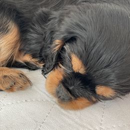 Faysie - Cavalier King Charles Spaniel puppy in Tremonton, Utah from Sage Hill Cavaliers