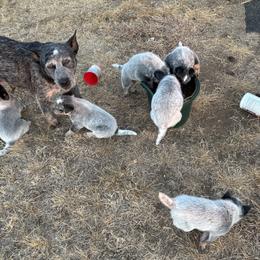 Australian Cattle Dog puppies from Bottoms Up Cattle Dogs