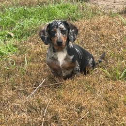 Dachshund puppies from Weenie Wonderland