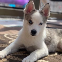 Boy 3 - Merle Pomsky puppy in Dingmans Ferry, Pennsylvania from Azura Pomskies