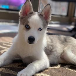 Boy 3 - Merle Pomsky puppy in Dingmans Ferry, Pennsylvania from Azura Pomskies