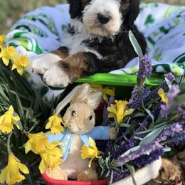Bernedoodle Puppies from Doodles & Spice
