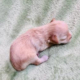 Wheaten Male - Wheaten male Miniature Schnauzer puppy in San Augustine, Texas from My Little Schnauzer Pals