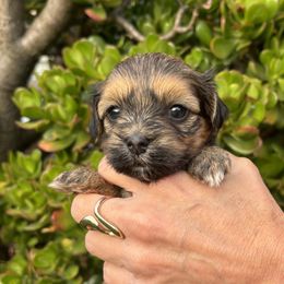 Bonnie - Red brindle Havanese puppy in Redondo Beach, California from Harris Havanese