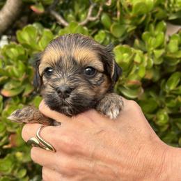 Bonnie - Red brindle Havanese puppy in Redondo Beach, California from Harris Havanese