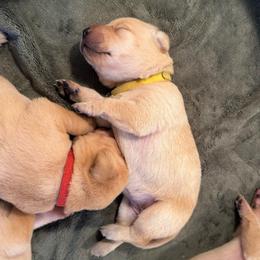 Daisy - Yellow female Labrador Retriever puppy in Rock Hill, South Carolina from North Star Retrievers