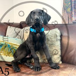 Boy 4 - Black Great Dane puppy in Stevens Point, Wisconsin from Simko Danes