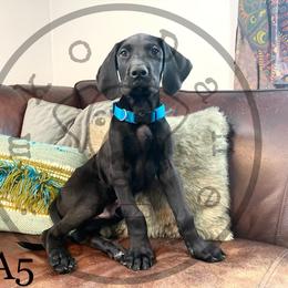 Boy 4 - Black Great Dane puppy in Stevens Point, Wisconsin from Simko Danes