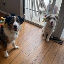 Australian Shepherd Puppies from Louvre Australian Shepherds