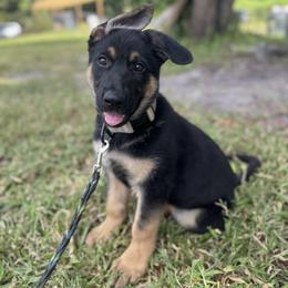 Prometheus - German Shepherd