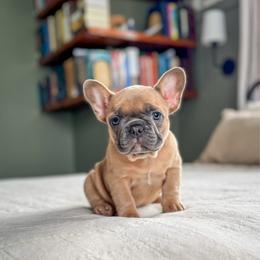 Jett - Fawn male French Bulldog puppy in Monett, Missouri from Bailey French Bulldogs