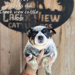 Boy 1 - Blue male Australian Cattle Dog puppy in Monroe, North Carolina from Creek View Cattle Dogs