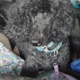 Curly Girl - Black female Poodle puppy in Gainesville Ocala, Florida from Curly Que Standard Poodles and Havanese