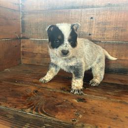 Boy 4 - Blue speckled male Australian Cattle Dog puppy in Mooresboro, North Carolina from Grog Creek Kennel
