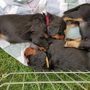 Gordon Setter Puppies from Bravo Gordon Setters
