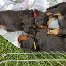 Gordon Setter Puppies from Bravo Gordon Setters