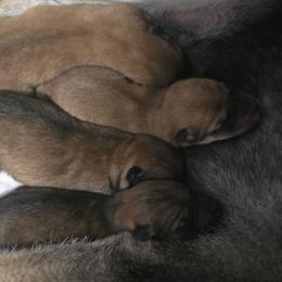 Tbd - Red male Shiba Inu puppy in Marianna, Florida from Diwasou